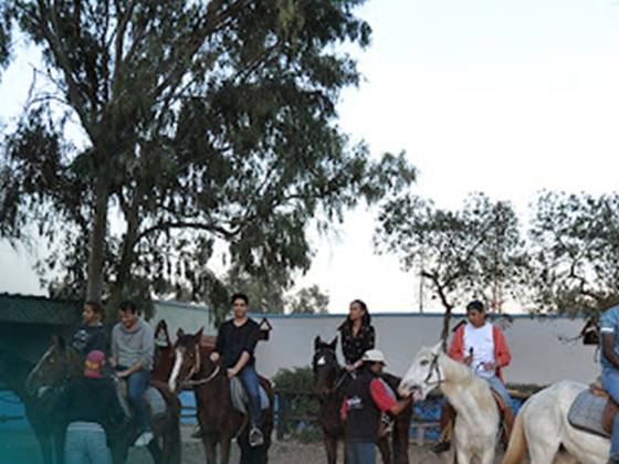 Activité de team building : équithérapie et balade à cheval